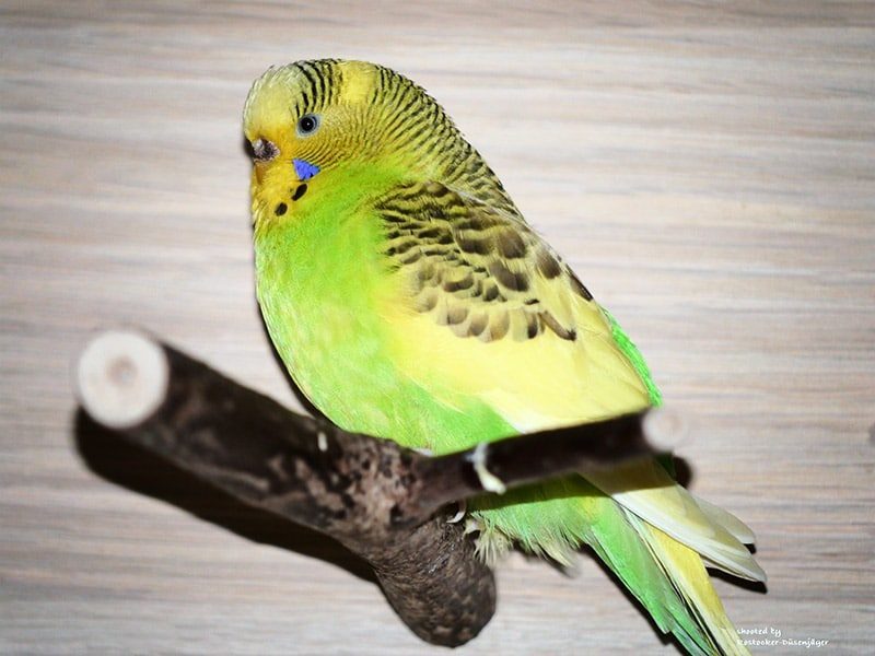 Australische Schecke – Merkmale und Besonderheiten 18 Australische Schecke Wellensittich mit hellem Brustband und weißem Irisring