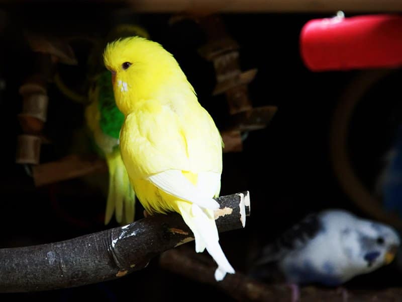 Zuchtformen von Wellensittichen im Überblick 19 Lutino Halbstandard Wellensittich auf einer Stange