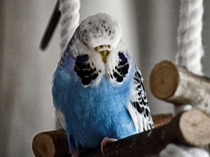 Standard Wellensittich