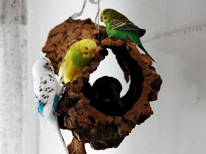 Wellensittiche sitzen auf einer Korkröhre und knabbert daran