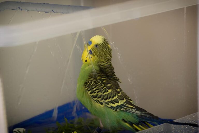 Wellensittich genießt eine artgerechte Vogeldusche im Käfig