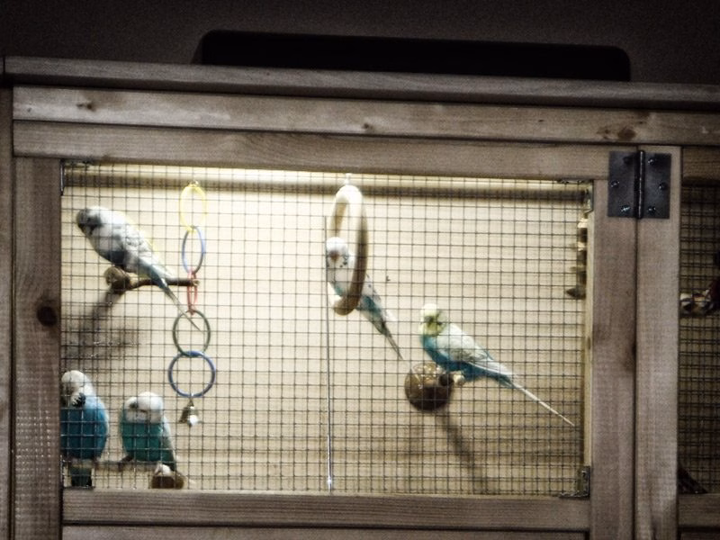 Vogellampe für Wellensittiche – UV-Licht für Gesundheit und Wohlbefinden 19 Wellensittiche in der Voliere unter einer Vogellampe (UV-Licht)