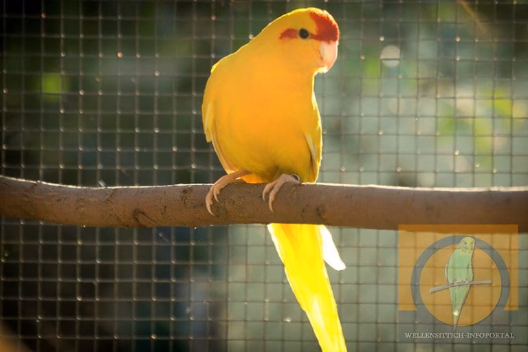 Ziegensittich – der lebhafte Laufsittich aus Neuseeland 23 Ziegensittich