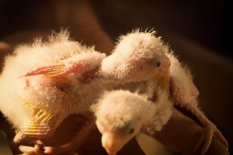 Ziegensittich – der lebhafte Laufsittich aus Neuseeland 19 Ziegensittiche züchten