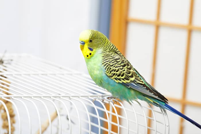 Der richtige Standort für den Vogelkäfig 18 Wellensittich sitzt auf dem Käfig an einem hellen Standort im Raum