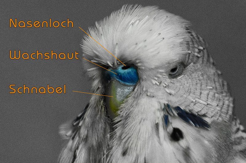 Nahaufnahme der Wachshaut eines Wellensittichs mit Beschriftungen für Nasenloch, Wachshaut und Schnabel, zur Geschlechtsbestimmung