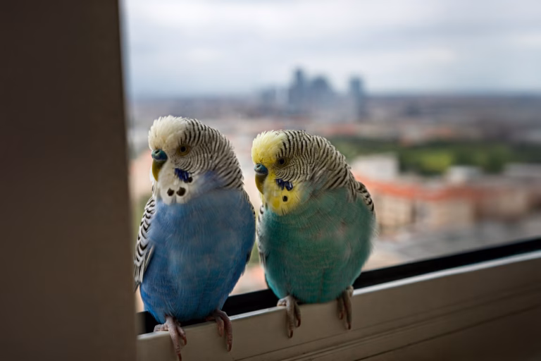 Fensterscheiben sichern – Schutz vor gefährlichem Gegenfliegen 22 Zwei Wellensittiche sitzen am Fenster und schauen hinaus.