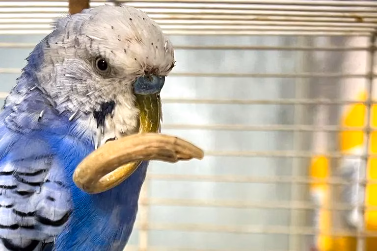 Schnabel schneiden beim Wellensittich – Ursachen, Vorgehen & Vorsorge 22 Blauer Wellensittich mit langen Schnabel