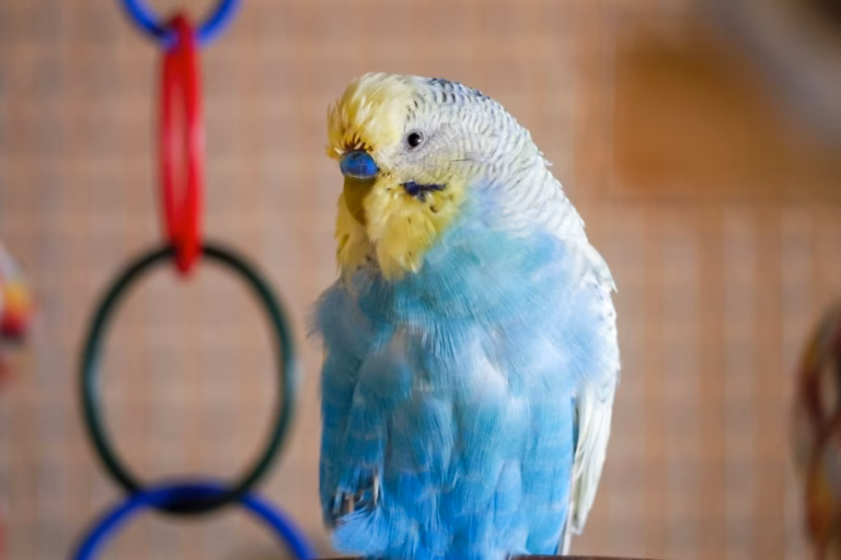 Spielzeug für Wellensittiche: Der ultimative Guide für glückliche Vögel 18 Gelb-blauer Wellensittich vor bunten Kunststoffringen als Spielzeug