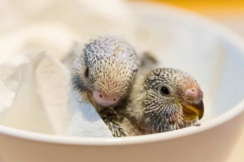 Wellensittiche selber züchten – Schritt-für-Schritt-Anleitung für erfolgreiche Zucht 18 Wellensittiche züchten: zwei frisch geschlüpfte Küken