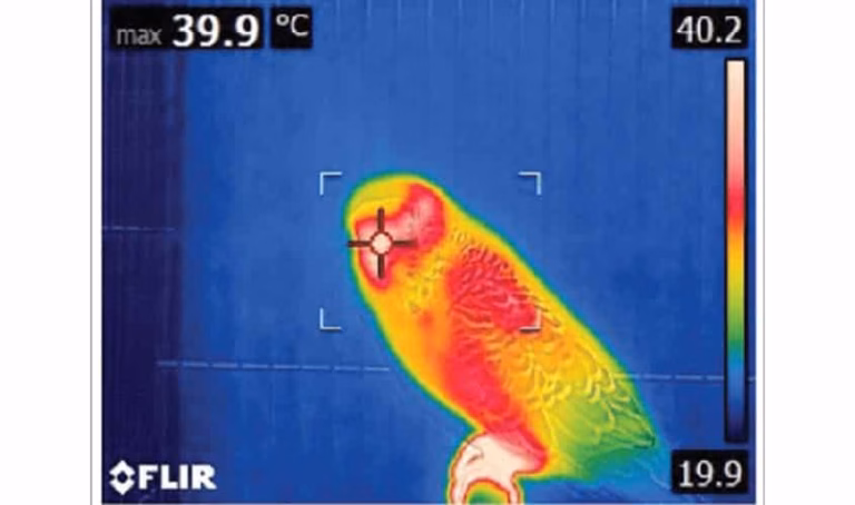 Körpertemperatur von Wellensittichen – Anzeichen, Messung & Wärmeverteilung 21 Wellensittich Körpertemperatur