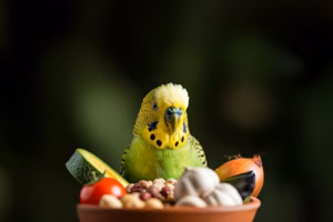 grüner Wellensittich hinter einer Schale mit Lebensmitte die Tabu sind