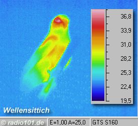 Thermobild eines Wellensittichs mit Wärmeverteilung zur Darstellung der Körpertemperatur