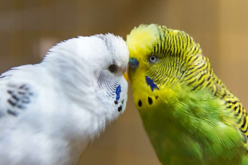 Körpersprache von Wellensittichen verstehen – Verhalten richtig deuten 20 Zwei Wellensittiche stehen sich mit fixierendem Blick gegenüber als Drohgebärde im Schwarm
