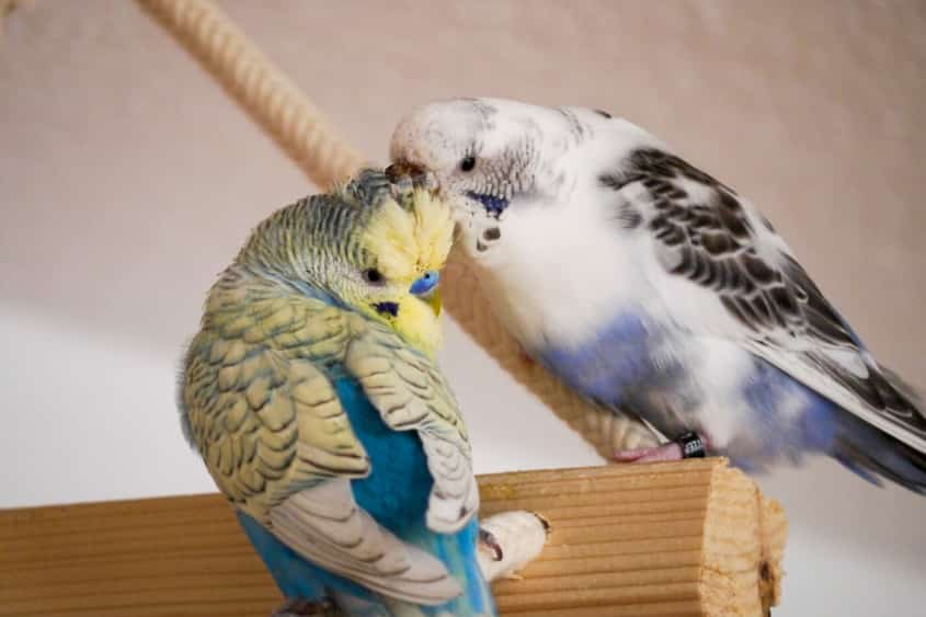 Körpersprache von Wellensittichen verstehen – Verhalten richtig deuten 18 Zwei Wellensittiche kraulen sich am Kopf als Zeichen von Zuneigung und sozialem Verhalten