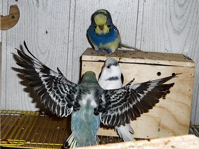 Wellensittiche sitzen auf Kasten und nutzen Nistkästen während der Koloniebrut
