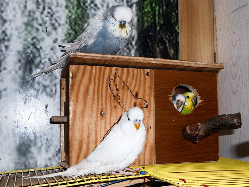 Wellensittiche bei der Koloniebrut in einer Voliere mit Nistkästen