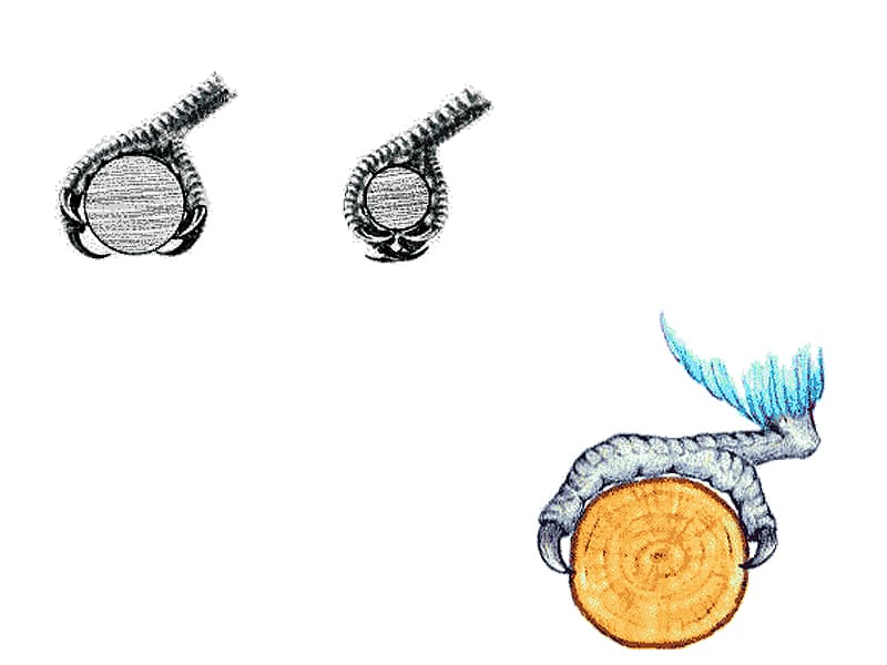 Optimaler Sitzstangendurchmesser für gesunde Wellensittich-Füße Verschiedene Sitzstangendurchmesser für Wellensittiche zur Förderung der Fußgesundheit