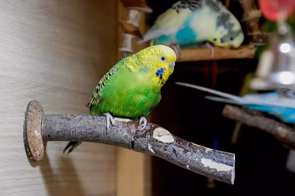 Ein grüner Wellensittich sitzt auf einer naturbelassenen Sitzstange in seinem Käfig.