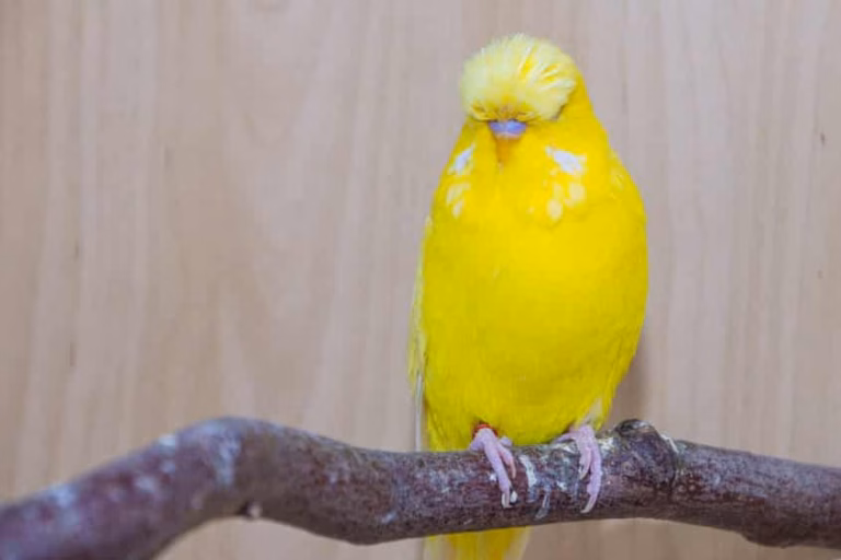 Gelber Wellensittich Hahn sitzt auf einer Sitzstange aus Naturholz mit neutralen Hintergrund