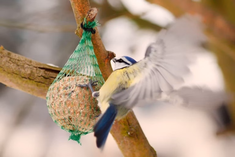 Tipps zum Füttern von Wintervögel im Garten 21 Vögel im Winter füttern