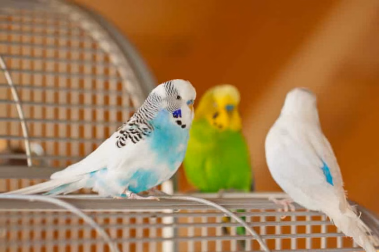 Wellensittiche in der Mietwohnung - Verbot durch den Vermieter 19 Wellensittiche in Mietwohnung