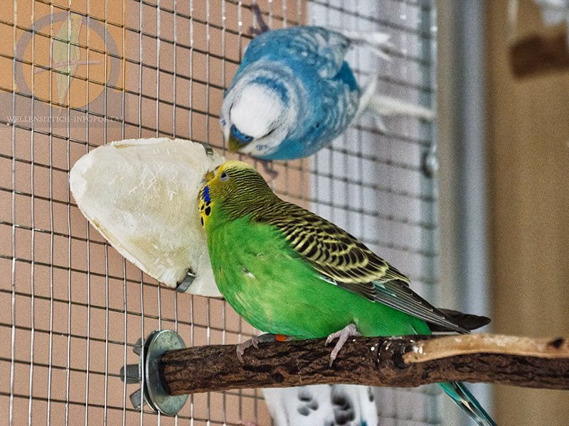 Sepiaschale – Natürliches Multitalent für deine Vögel 20 Wellensittichhenne frißt Sepiaschale