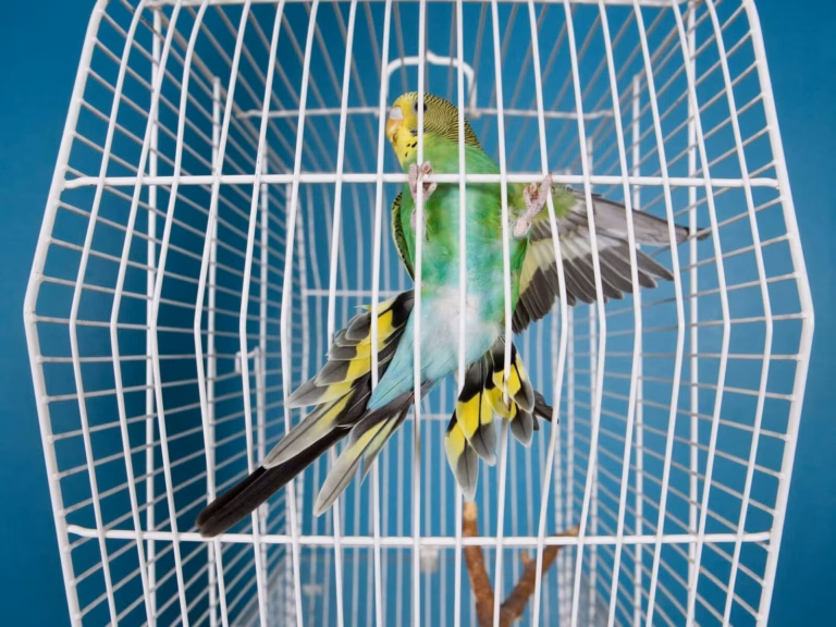 Wellensittich transportieren – So gelingt der sichere Transport 21 Grüner Wellensittich in einem Transportkäfig