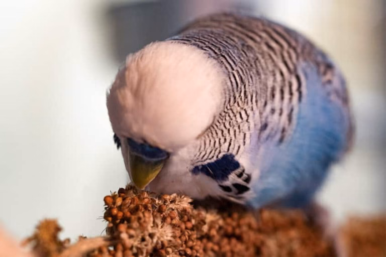 Kolbenhirse für Wellensittiche – Wie viel ist wirklich sinnvoll? 27 Kolbenhirse für Wellensittiche