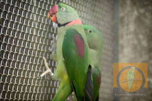 Alexandersittich - Der große Sittich mit dem Halsband 21 Alexandersittich Pärchen