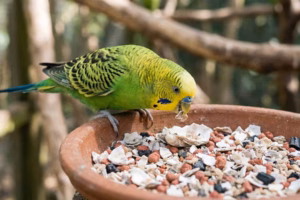 Vogelgrit: Nutzen, Arten & sichere Anwendung für Wellensittiche 19 Wellensittich pickt Vogelgrit und Muschelgrit aus einer Tonschale