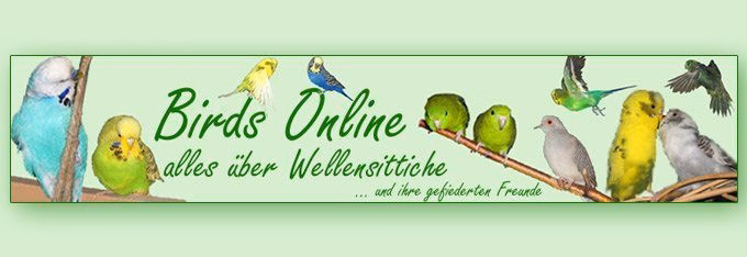 Birds Online - Interview mit Gaby Schulemann-Maier 20 birds-online-wellensittich