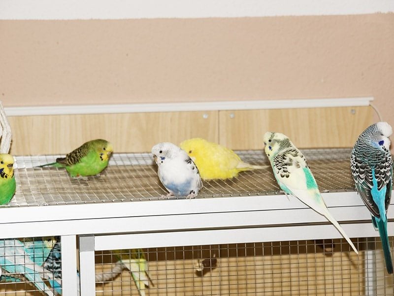 Wellensittich Voliere aus Aluminium – Erfahrungsbericht, Vorteile & Tipps 19 Wellensittiche auf Aluminium Voliere