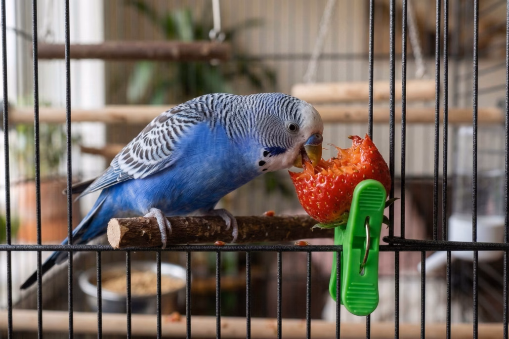 Blauer Wellensittich im Käfig knabbert an einer frischen Erdbeere, die mit einer grünen Futterklammer am Gitter befestigt ist.