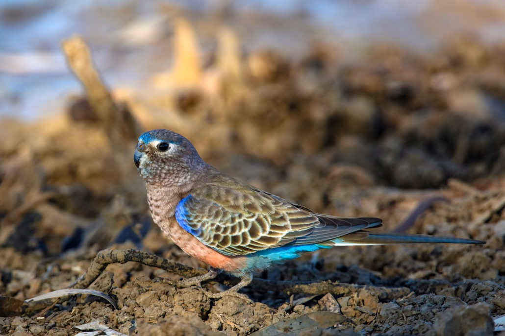 Der charmante Bourkesittich: Wissenswertes & Haltungstipps 19 Bourkesittich Männchen in Wildfarbe sitzt am Boden, pastellrosa Brust und blaues Bürzelgefieder in natürlicher Umgebung