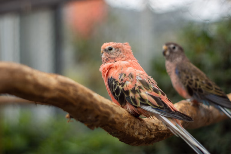 Der charmante Bourkesittich: Wissenswertes & Haltungstipps 26 Zwei Bourkesittiche auf einem Ast, einer mit rosafarbenem Gefieder im Vordergrund, der andere mit braun-grünen Tönen im Hintergrund.