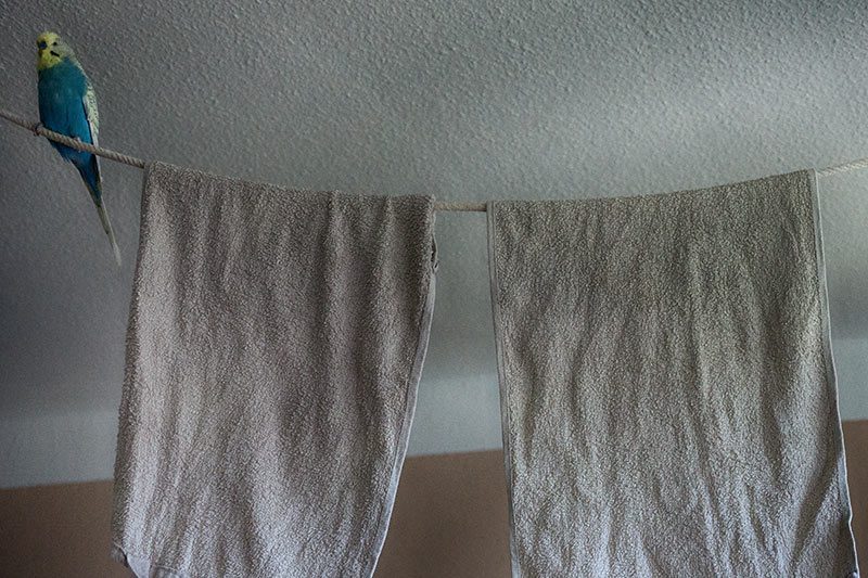 Luftfeuchtigkeit für Wellensittiche verbessern: Tipps & Hygrometer