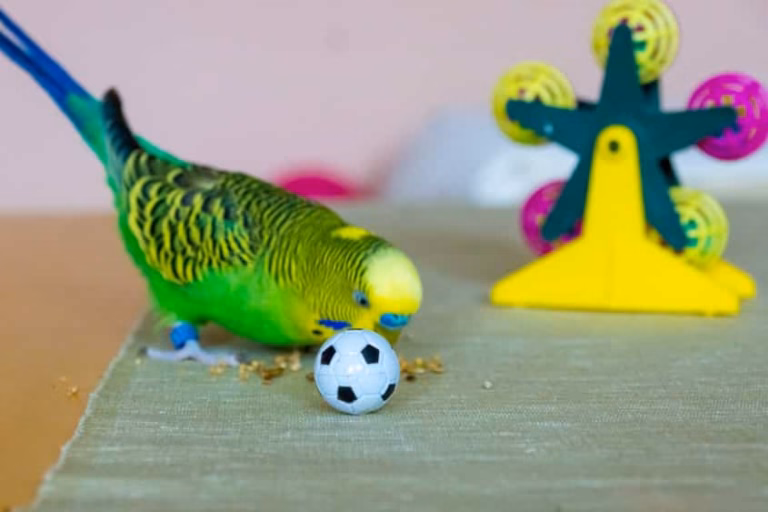 Beschäftigung von Wellensittichen: Strategien gegen Langeweile im Käfig-Alltag 27 Wellensittich Beschäftigen