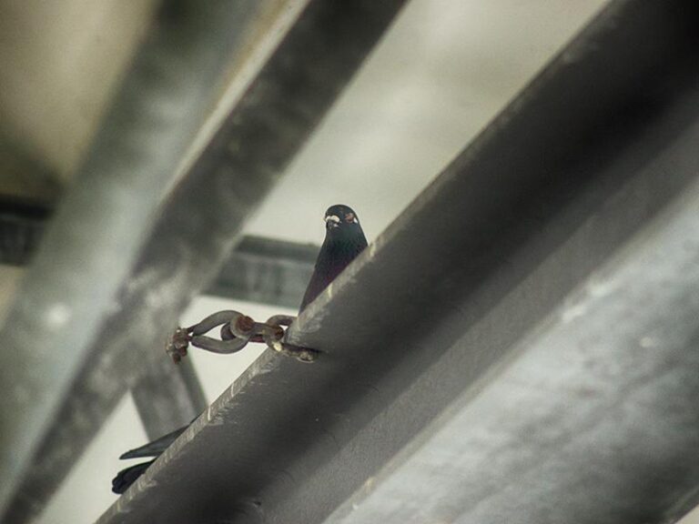 Vogelmord