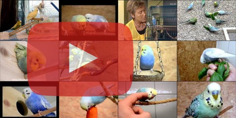 Wellensittich Video