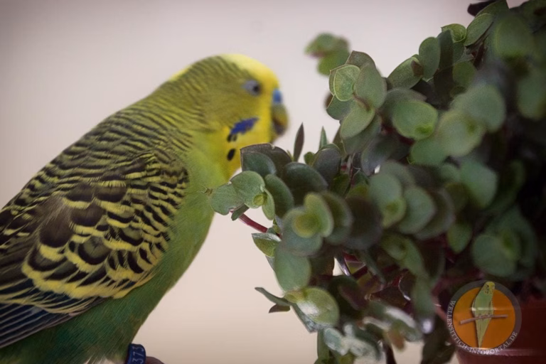 Golliwoog für Wellensittiche: Ein Leckerbissen voller Gesundheit 24 Wellensittich frisst Golliwoog