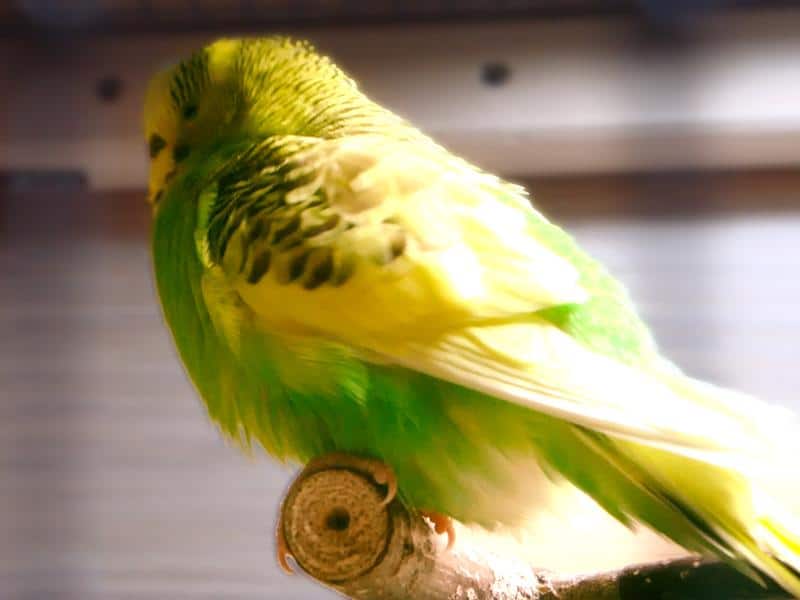 Sichere Belüftung für Wellensittiche: Gefährliche Durchzugluft vermeiden 19 Wellensittich in Zugluft – Risiko für Erkältung und Atemwegsprobleme