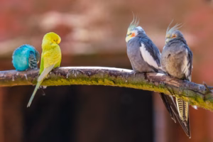 Vergesellschaftung von Wellensittichen