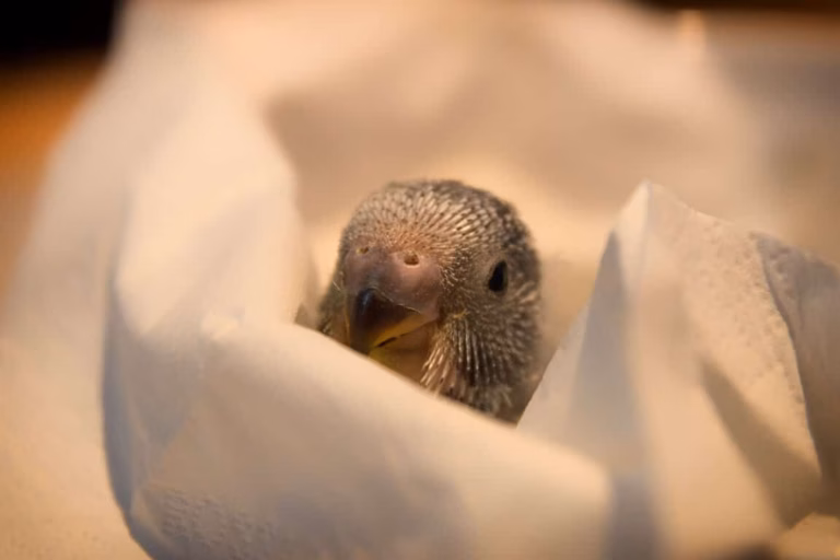 Zuchtgenehmigung Wellensittich: Pflicht, Ringe & Gesetze ab 2024 19 Wellensittichzucht