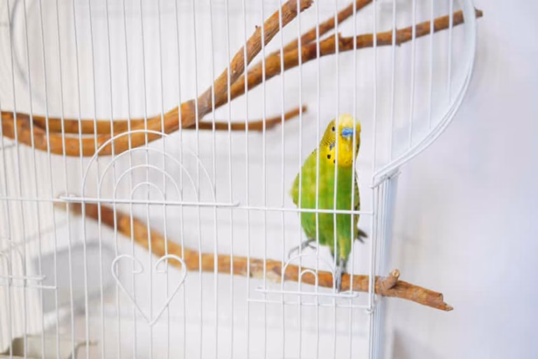 Vogelkäfig für Wellensittiche – Größe, Form und Ausstattung 27 Vogelkäfig Wellensittich