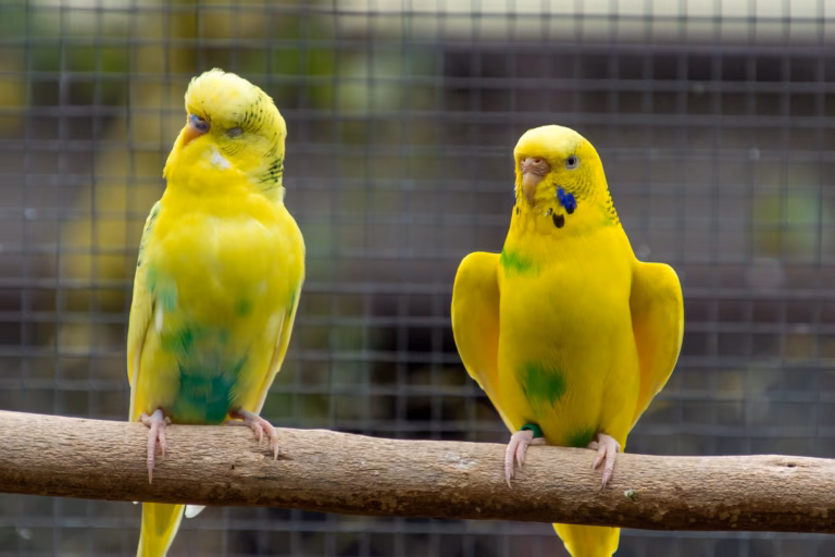 Wellensittich sprechen beibringen: Wahrheit, Mythen & smarte Tipps 26 Zwei gelb-grüne Wellensittiche sitzen auf einem Naturast und scheinen miteinander zu kommunizieren oder zu sprechen.