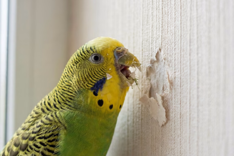 Grüner Wellensittich in Nahaufnahme, der mit dem Schnabel Löcher in eine helle Tapete knabbert.