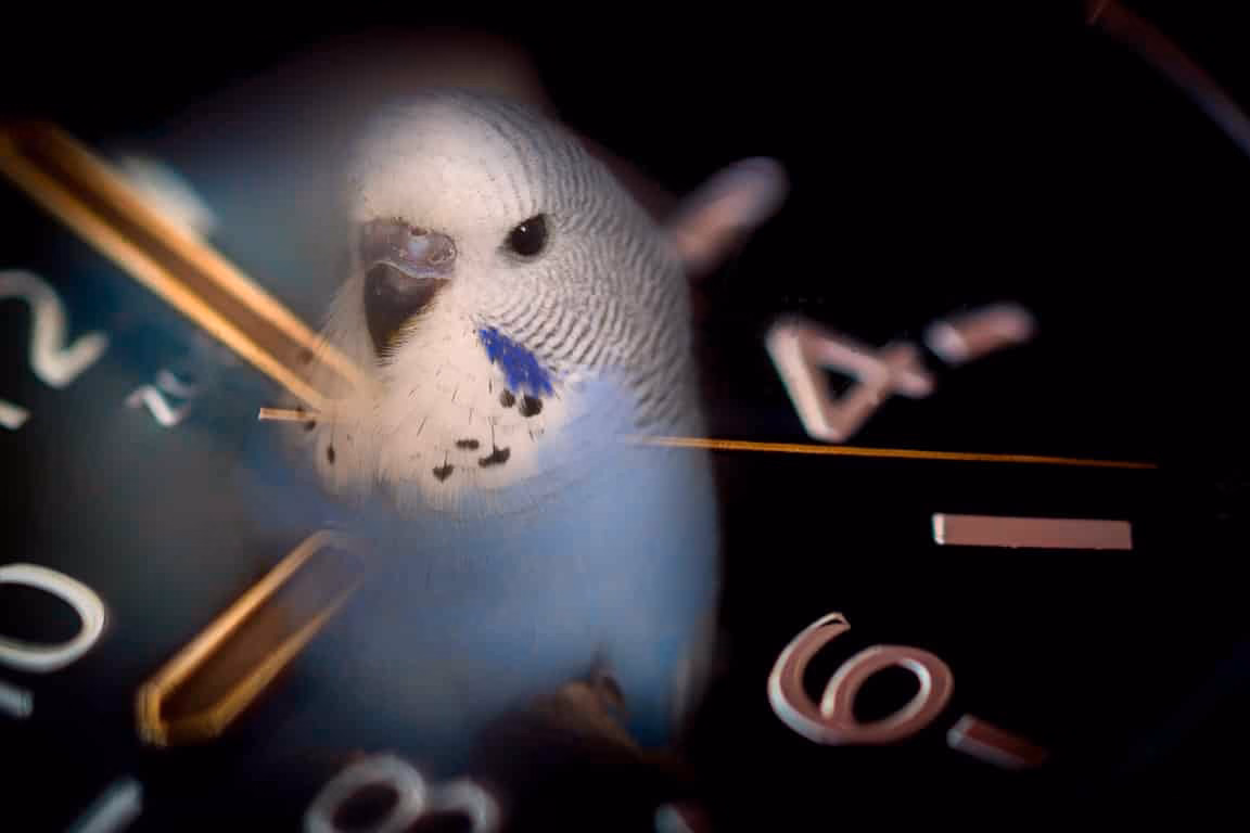 Zeitumstellung probleme mit Wellensittichen