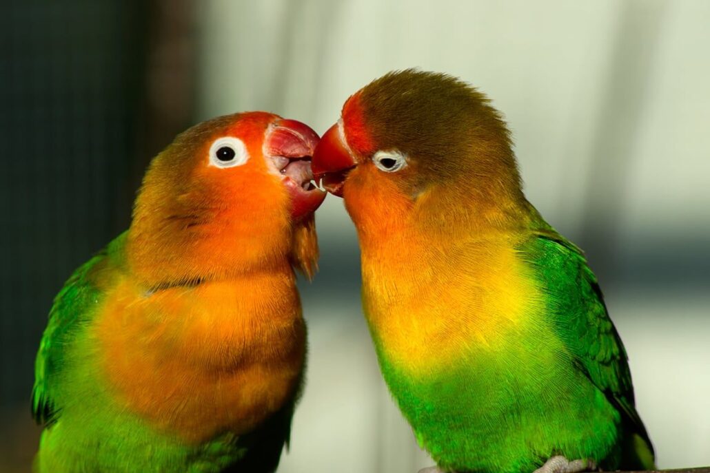 Agaporniden (Unzertrennliche, Lovebirds)