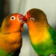 Agaporniden (Unzertrennliche, Lovebirds)